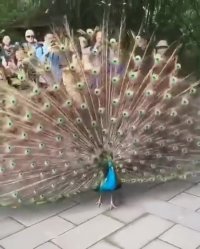 طاووس و زیبایی پر و بالش