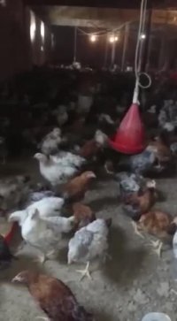 فروش مرغ 2ماه ونیمه بومی دورگ 09121986651_09123968671