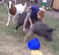 عجب سوار کاری