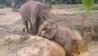 کمک فیل مادر به بچه فیل