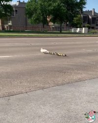 زنده ماندن حیرت انگیز خانواده اردک ها