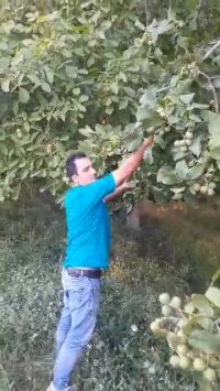 نهال در شیراز | 09141832393 | برتر نهال