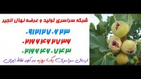 نهال انجیر در کرمان 09121270623 - خرید نهال - فروش نهال - قیمت نهال