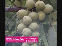 نهال گردو روند پیوندی 09141811520