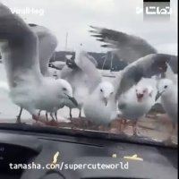 کلیپ خنده دار سرکار گذاشتن مرغ های دریایی