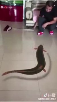 مگه میشه ؟ مگه داریم ؟