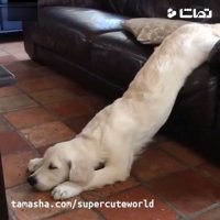 کلیپ خنده دار سگ شیرازی