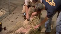Sheep Special - America's Heartland: Episode 911