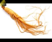 خواص جینسنگ یا چوب چینی