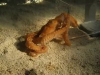 آیا هشت پا می تونه از این سوراخ تنگ فرار کنه؟