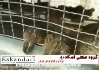 سالن پرورش بلدرچین - دستگاه جوجه کشی بلدرچین