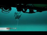 تصاویر هیجان‌انگیز از بزرگترین ماهی استخوان‌دار جهان