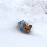 واکنش دیدنی حیوانات به برف