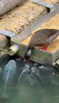 کلیپ احساسی کوتاه محبت بین حیوانات