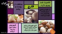 با خواص بیشمار قارچ آشنا شوید