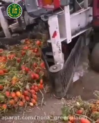 برداشت مکانیزه گوجه فرنگی