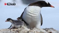 توانایی پنگوئن ها برای رفتن به عمق 500 متری