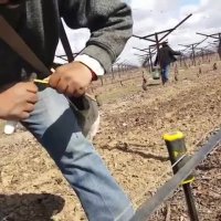 احداث باغ انگورپیوند انگور