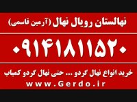 خرید نهال گردو فرانکت پیوندی 09141811520