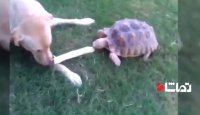 سواری دادن لاکپشت به سگ و طوطی