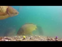 تحقیق ویدئویی در مورد ماهی کپور