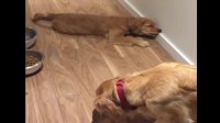 Best Of Cute Golden Retriever Puppies Compilation #113 - Funny Dogs 2018