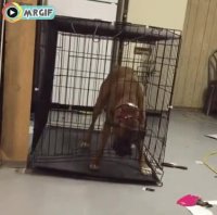 فرار از زندان یعنی این