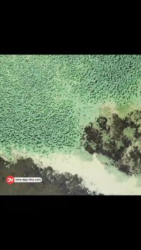 🌻زیبای های چشم نواز تالاب انزلی