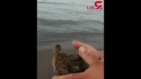 کار جالب نادر سلیمانی برای پرندگان وحشی دریای خزر