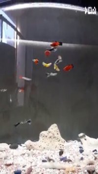 آکواریوم من