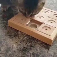 غذا خوردن گربه باهوش