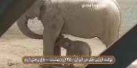 تولد اولین بچه فیل در ایران