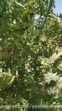 درخت سه ساله بادام در نهالستان اروم نهال 09120454526