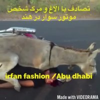 تصادف یک موتور سوار با الاغ