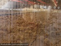 فروش مرغ اجداد فروش تخم مرغ نطفه دار