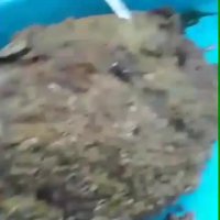 نجات لاک پشت منقار عقابی از جلبک ها