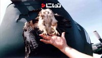 گیرکردن پرنده در نوک هواپیما
