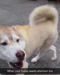 حسودترین هاسکی دنیا