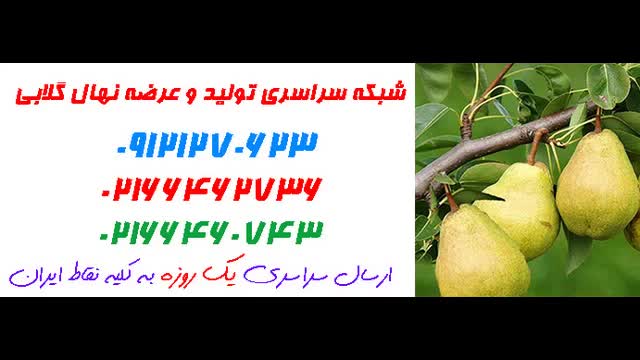 نهال گلابی  09121270623 - خرید نهال گلابی - فروش نهال گلابی - قیمت نهال گلابی