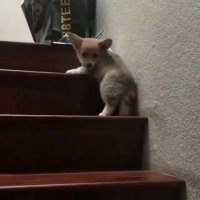 یکی به این کوچولو کمک کنه