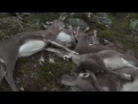 سیصد گوزن، قربانی آتش سوزی در نروژ شدند