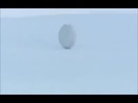 خرس های فوتبالیست!