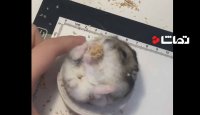ببینین این موش کوچولو چند سانتی متره