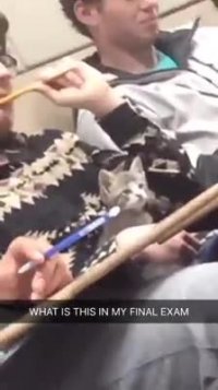 آوردن گربه به امتحان پایان ترم