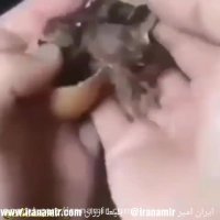 جل الخالق چهار تا جوجه توی یک تخم مگه میشه؟!  +چهارقلو بود! :)