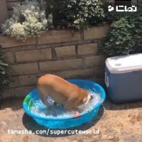 تفریح تابستانی باب میل!