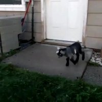 "بره ناقلا" واقعی