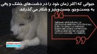 روش ظالمانه فنلاندی برای پرورش روباه