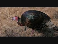 فروش تخم نطفه دار قرقاول و بوقلمون  شرکت آسیا طیور