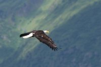 جهان از نگاه یک عقاب